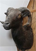 Black Hebridean Sheep-Horn Curl Length 16", Mount