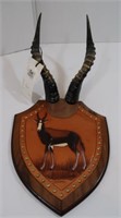 Blesbok Horns on Plaque-Horns 13" Long