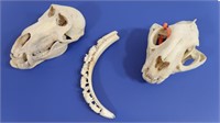 2 Animal Skulls-Baboon, Sm. Mountain Lion