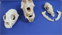 3 Animal Skulls-Civet, Baboon, Jackal