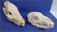 2 Animal Skulls-Javelina, Black Bear