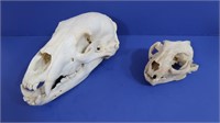 2 Animal Skulls-Black Bear & Serval or Caracal