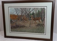 White Tail Deer Print by Gerald W. Putt