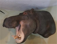 Hippopotamus-Nose to Mount on Wall 51", Tip of