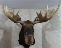 Moose (British Columbia)-Antler Span Approx 54",