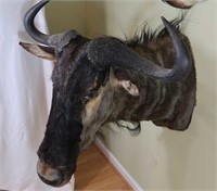 Blue Wildebeest-Wall to Tip of Nose 29", Tip of