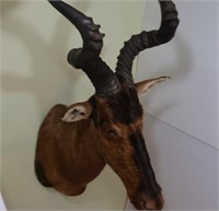 Red African Hartebeest-Wall to Tip of Nose 26",