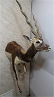 Indian Antelope-Horns 20 1/2"Long, Outside Spread