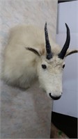 Rocky Mountain Goat-Horns 7"Long, Mount 19" H x