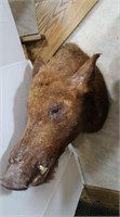 Wild Boar-3" Tusks, Mount 19" H x 24" Wall to
