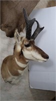Antelope-Horns 13 1/2" L x 13 3/4 Outside Spread,