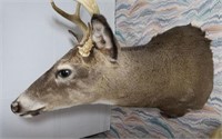 White Tail Deer Buck (6 point)-Outside Spread 11