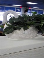 Swan planta