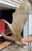 36" Moose Antler