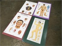 4 Large Acupuncture Posters