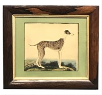 19THC. WATERCOLOR OF A GREYHOUND, UNSGND