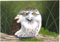 Chris B ' Frogmouth Owl'