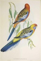 John Gould (Britain, Australia, 1804-81)