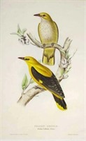 John Gould (Britain, Australia, 1804-81)