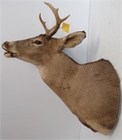 Small 6pt White Tail Shoulder Mount.