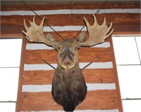 Bull Moose Head Trophy Mount