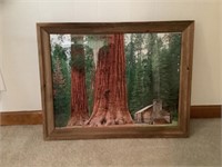 Redwood tree print