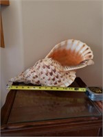 Very Large Seashell 2