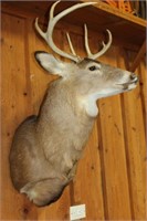 8 POINT WHITE TAIL DEER MOUNT