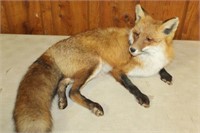 ADULT MALE FOX MOUNT:  27"L X 16"W  X 11"H