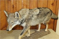 ADULT MALE COYOTE MOUNT:  50" L X 10" W X 23" H