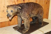 OLD BROWN BEAR MOUNT / PLEASE VIEW PHOTOS