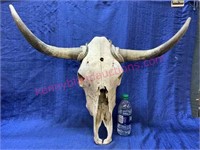 Old cow skull w/ horns