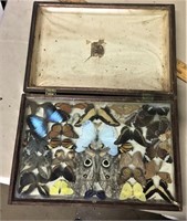 Victorian Butterfly Collection in Shadowbox