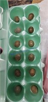 1 Doz Fert Button Quail Eggs