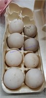 8 Fert Mixed Duck Eggs