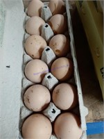 1 Doz Fertile Barred Rock Eggs
