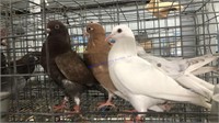 4 Roller Pigeons
