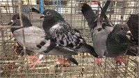 3 Young Homing Pigeons