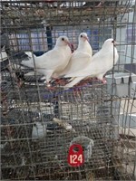 3 White Homers Pigeons