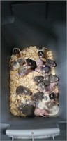 16 Female & 4 Male Pack Rats