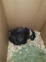 Female Abyssinian Guinea Pig * Possibly Bred
