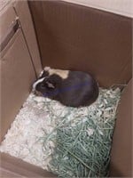 Female Satin Guinea Pig * Possibly Bred