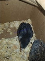Pied Guinea Keet & 1 Barred Rock Pullet Chick