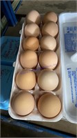1 Doz Fertile Jersey Giant Eggs