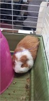 Female Guinea Pig - 4 Mos Old W/ Cage