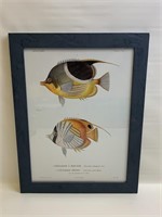 Framed Fish Print