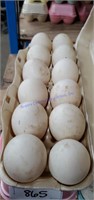 1 Doz Fertile Indian Runner Duck Eggs