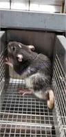 Male Rat