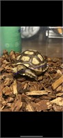 Young Female Sulcata Tortoise- 6 Wks Old