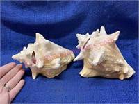 (2) Medium size seashells